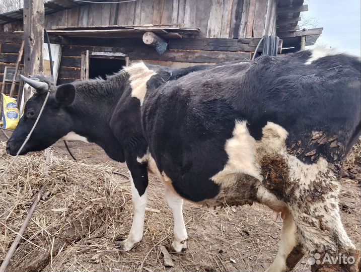 Корова дойная