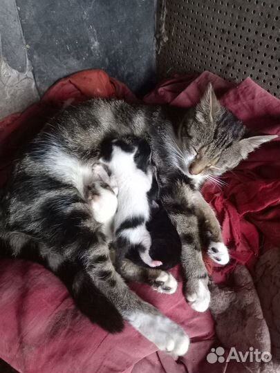 Продам котят От породистой кошки