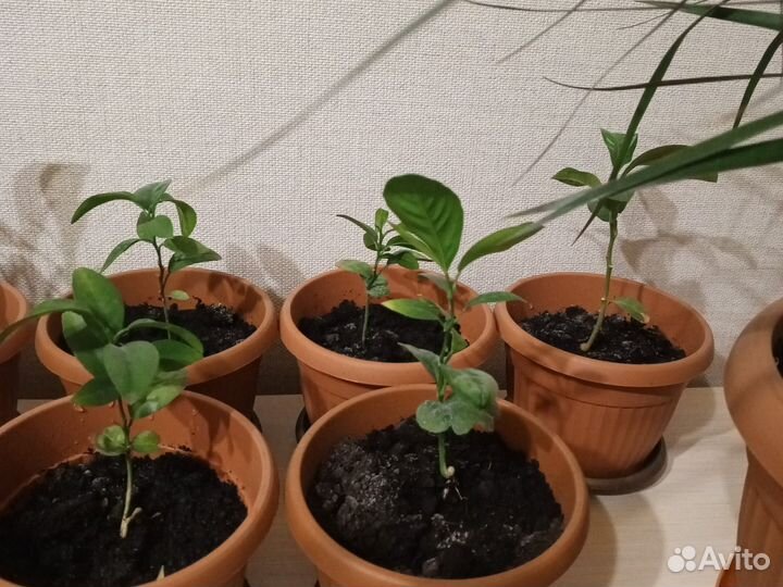 Лимон, мандарин, грейпфрут