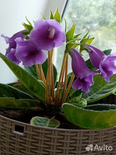 Глоксиния (Аванти, Харизма, Тидея, Брокада)