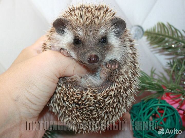 Продаются ручные африканские ежики. Доставка