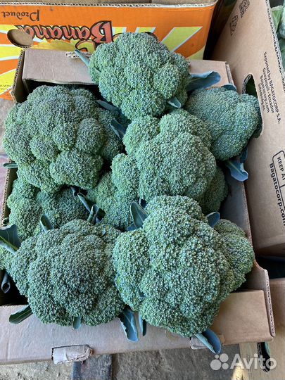 Цветная, броколли, пекинская, засолочная капуста