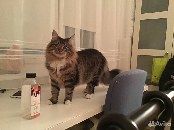 Котенок сибирский