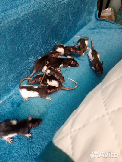 Крыса дамбо