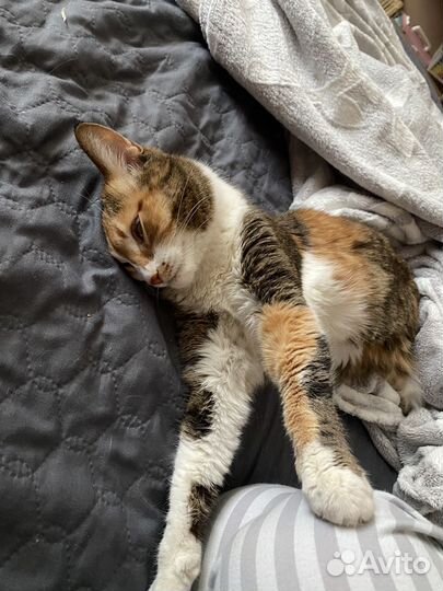 Передержка для кошек