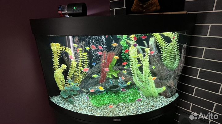 Позеленел аквариум. Обслуживание, чистка аквариума