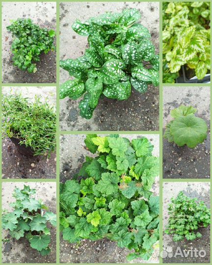 Многолетние травянистые растения