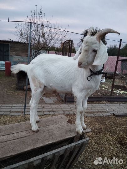 Нубийский козел