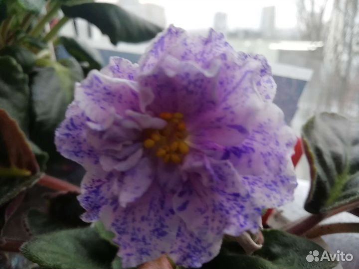 Сортовые фиалки