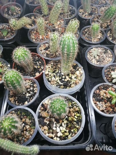 Кактусы (детки)