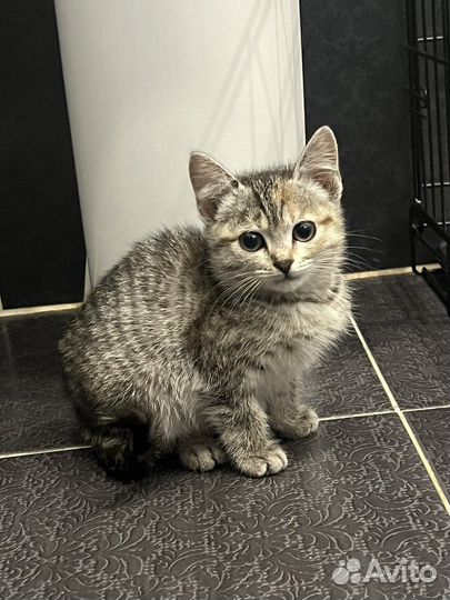 Кошка