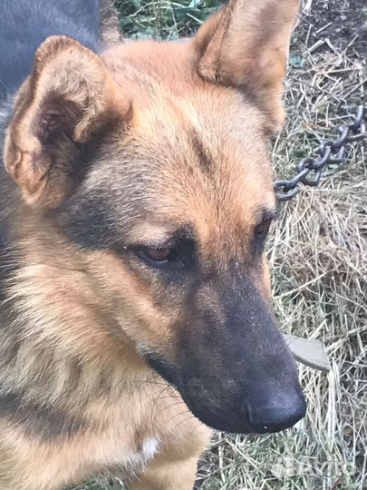 Собака охранник