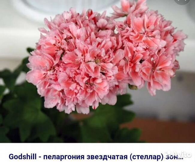 Стеллар пеларгония