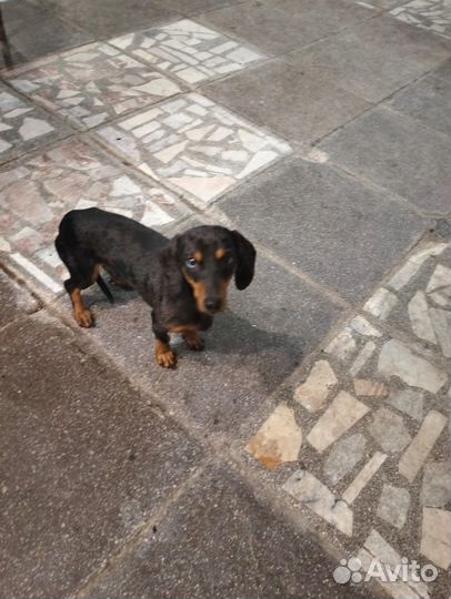 Найдена собака такса