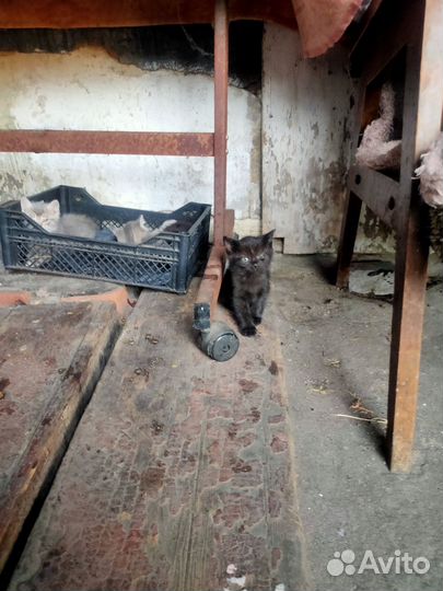 Котята в добрые руки