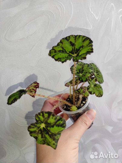 Бегония Тигровая