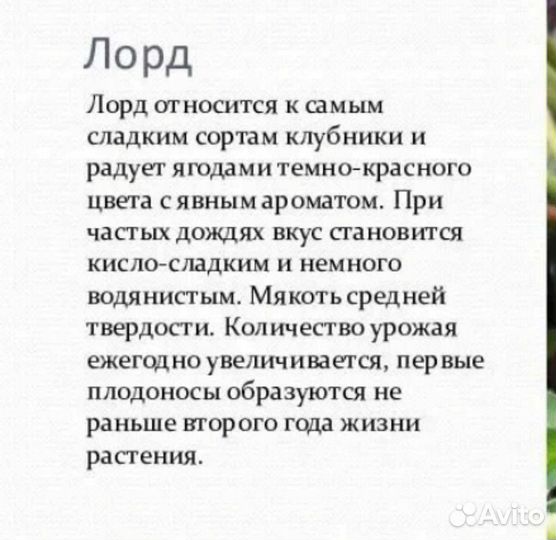 Клубника лорд