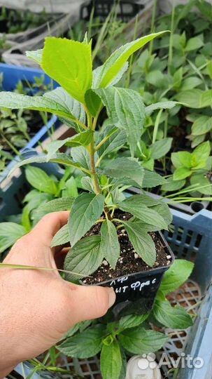 Гортензия Литл фреско