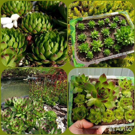 Молодило Каменная роза Альпийская гор