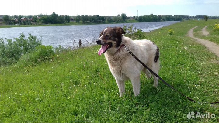 Капа. Родилась в сентябре 2016г