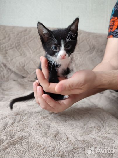 Кошки в добрые руки