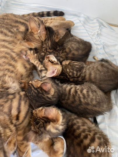 Тойгер Котята и кошки Тигры