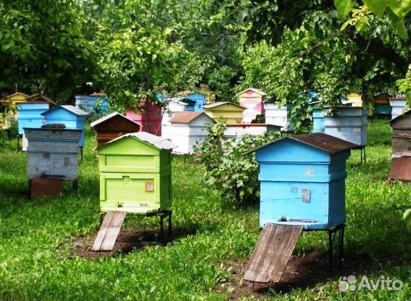 Улей для пчел бу