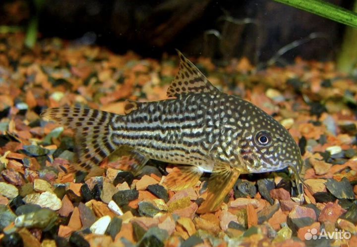 Аквариумные рыбки