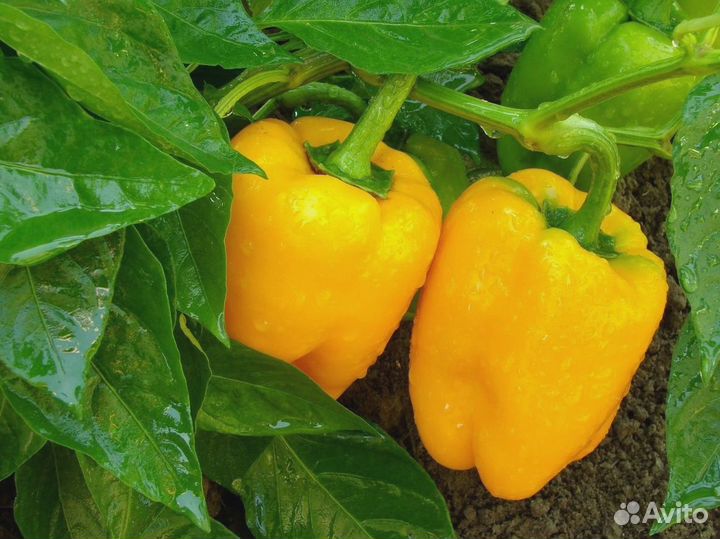Перец сладкий мясистый. (Желтый, Красный)