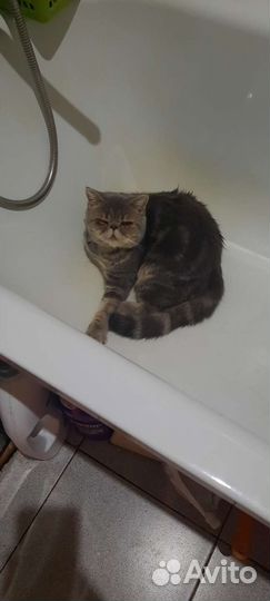 Экзотическая