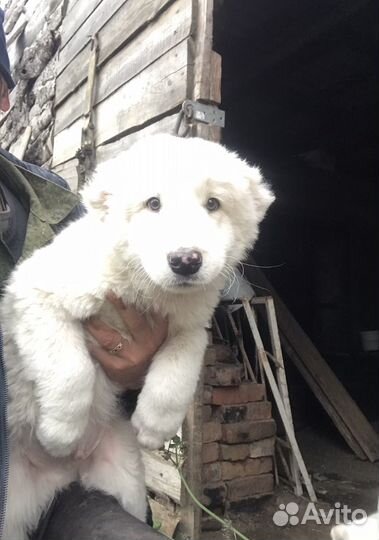 Среднеазиатская овчарка алабай щенки