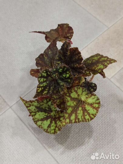 Бегонии королевские. Часть 2