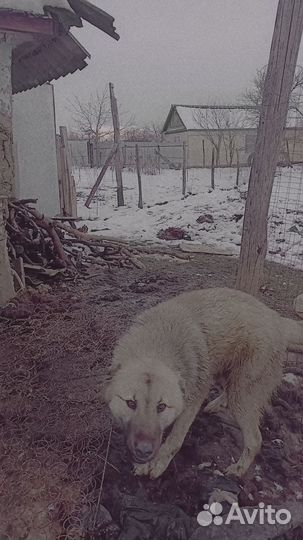 Собака в добрые руки отдам бесплатно