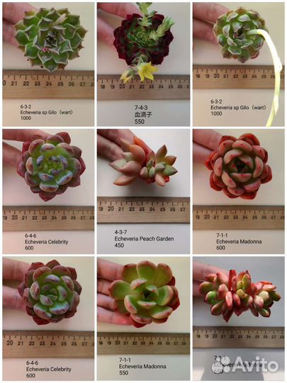 Суккуленты 3/6