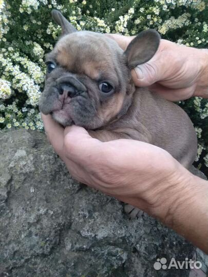 Французский бульдог