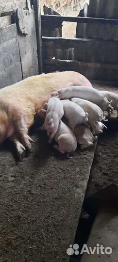 Поросята