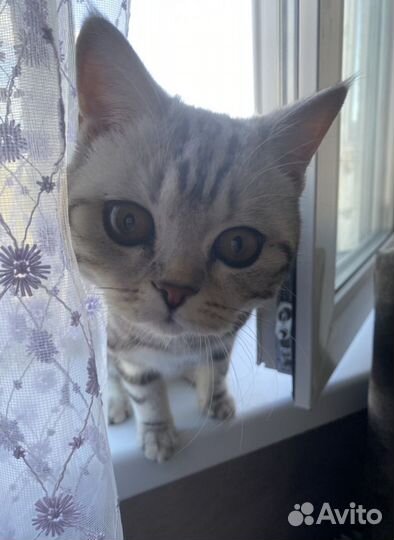 Передержка кошек,грызунов, и пернатых