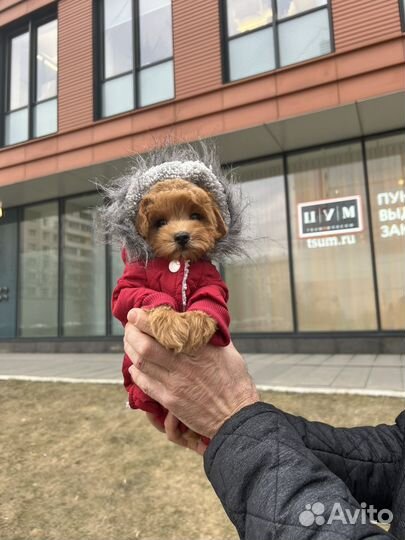 Мальтипу f1 mini мальчик ред Браун