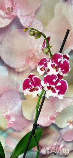 Орхидея Пират Пикоти,Лиодоро