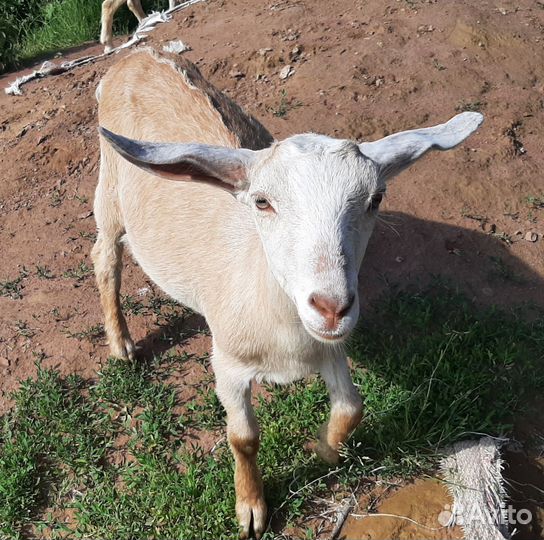 Козы,козочка