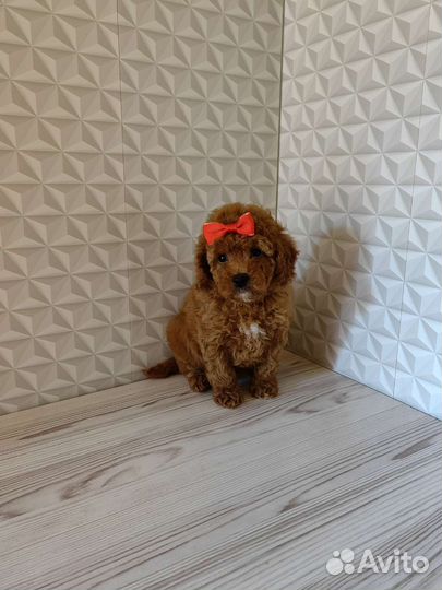 Щенки Той Пудель с документами