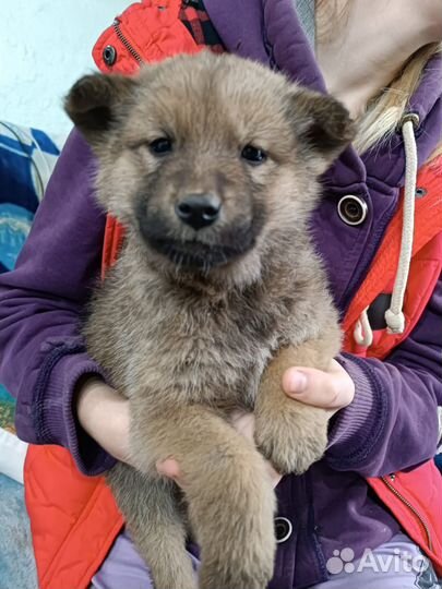 Щенок в добрые руки бесплатно