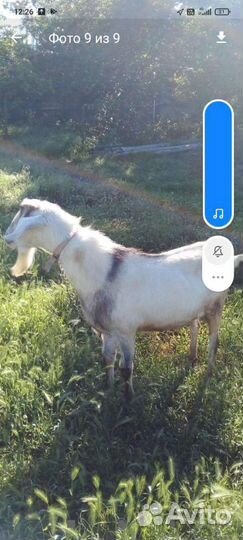 Нубийский козел