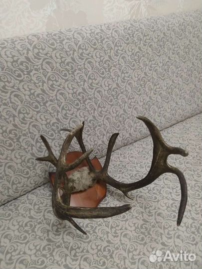 Рога оленя