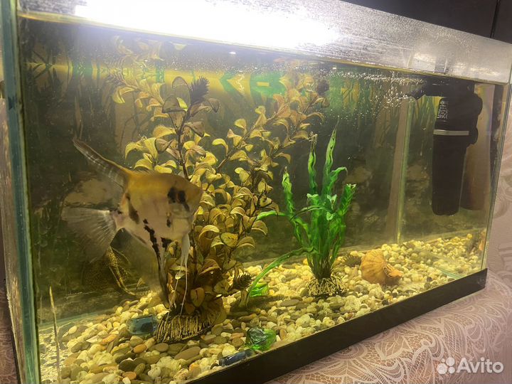 Аквариум с рыбками