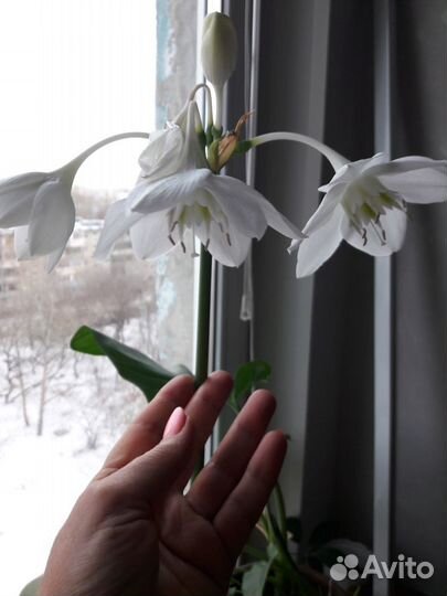 Комнатные цветы