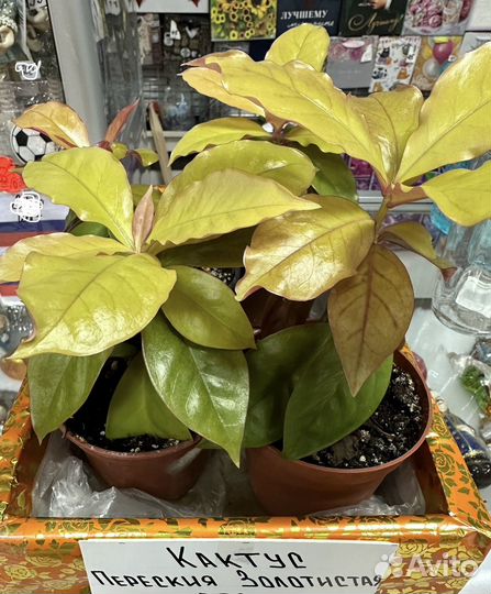 Кактус Переския Золотистый