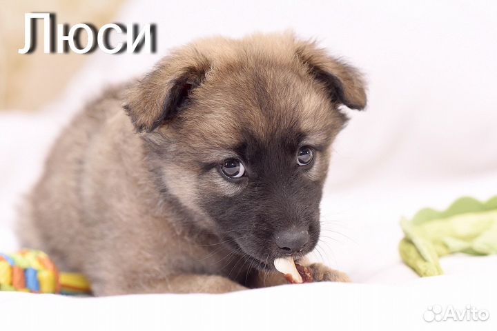 Чудесные малыши в любящие ручки