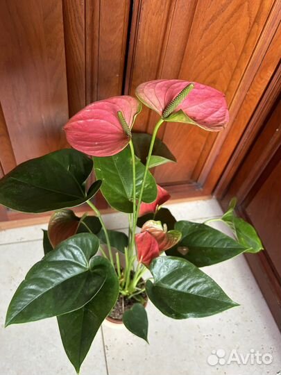 Антуриум ярко розовый пышные кусты