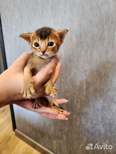 Абиссинская